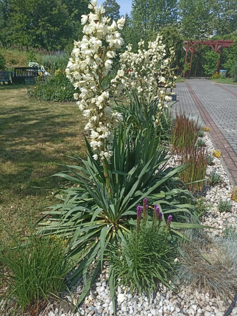 Naše rozkvetlé zahrady DPS a DZR